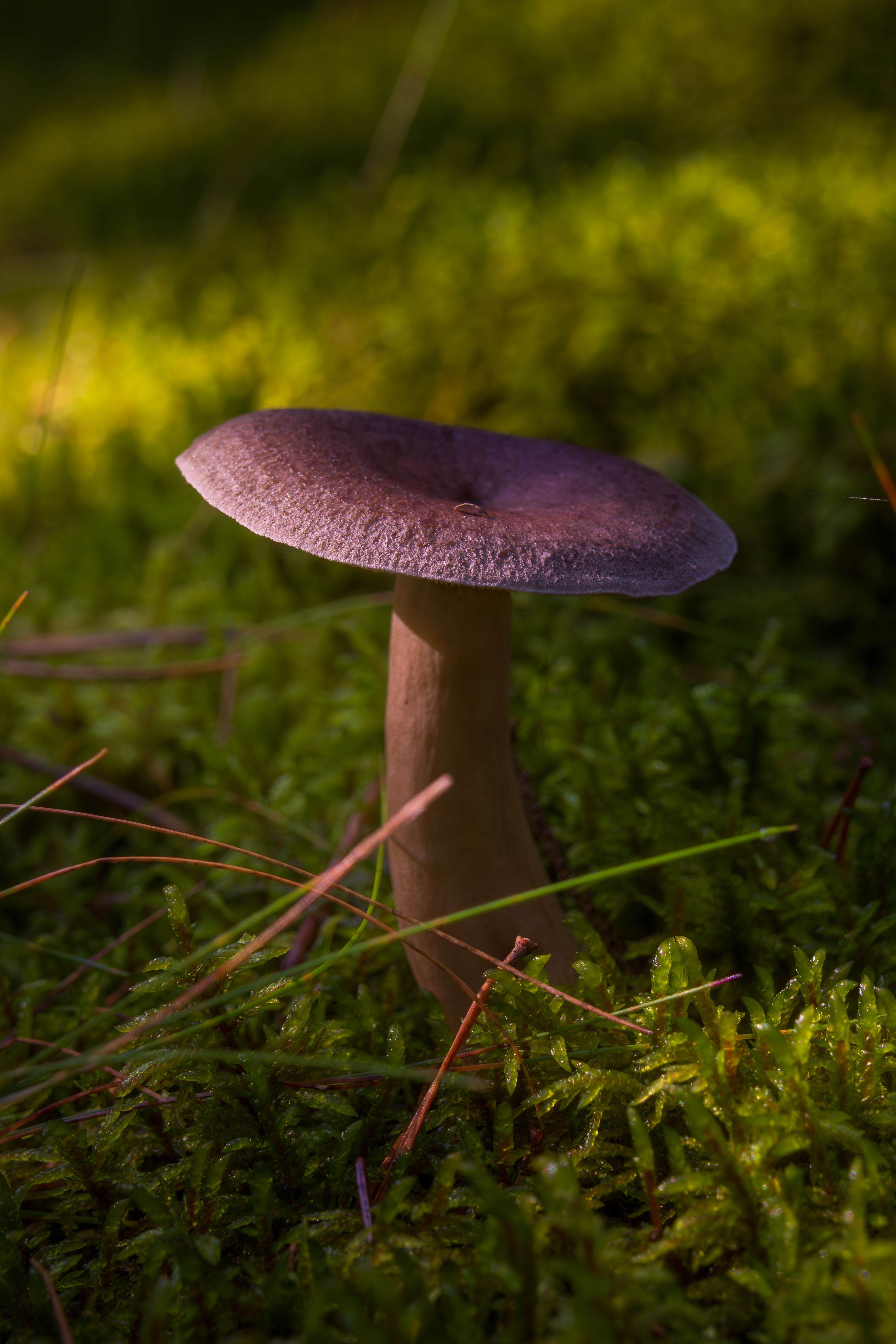 A single mushroom surrounded by vibrant green moss in a sunlit forest scene.
