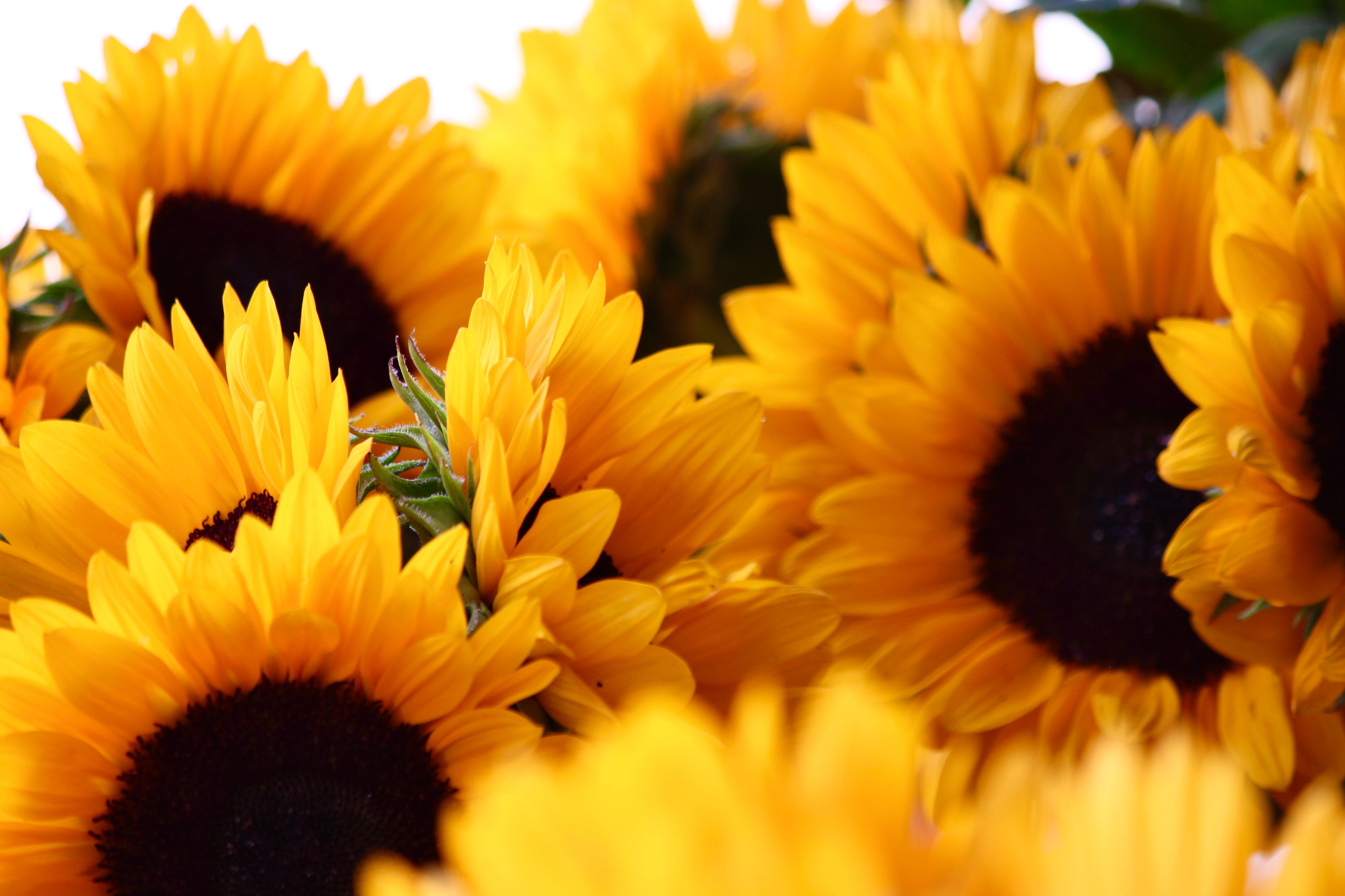 a-yellow-sunflowers-in-full-bloom-free-stock-photo