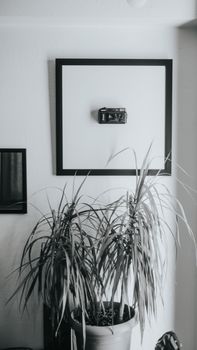 Monochrome capture of indoor plant with a vintage camera and minimalist decor on the wall.