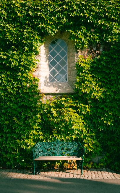 A charming ivy-covered stone wall with an ornate green bench, bathed in summer sunlight.