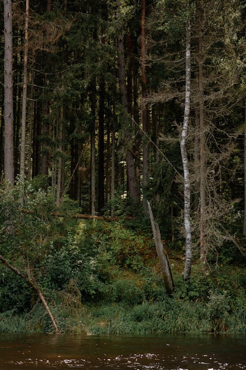 Free A serene autumn forest with tall trees by a tranquil riverbank, perfect for nature enthusiasts. Stock Photo