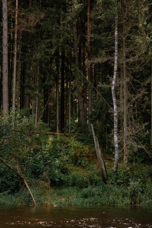 Free A serene autumn forest with tall trees by a tranquil riverbank, perfect for nature enthusiasts. Stock Photo