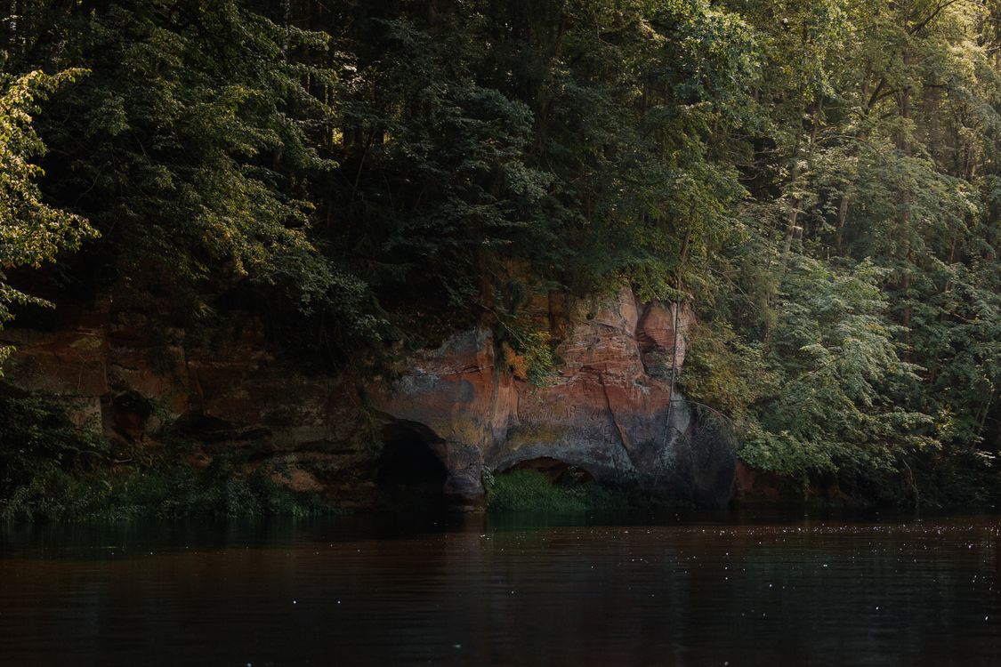 Trees on Cliff on Lakeside · Free Stock Photo