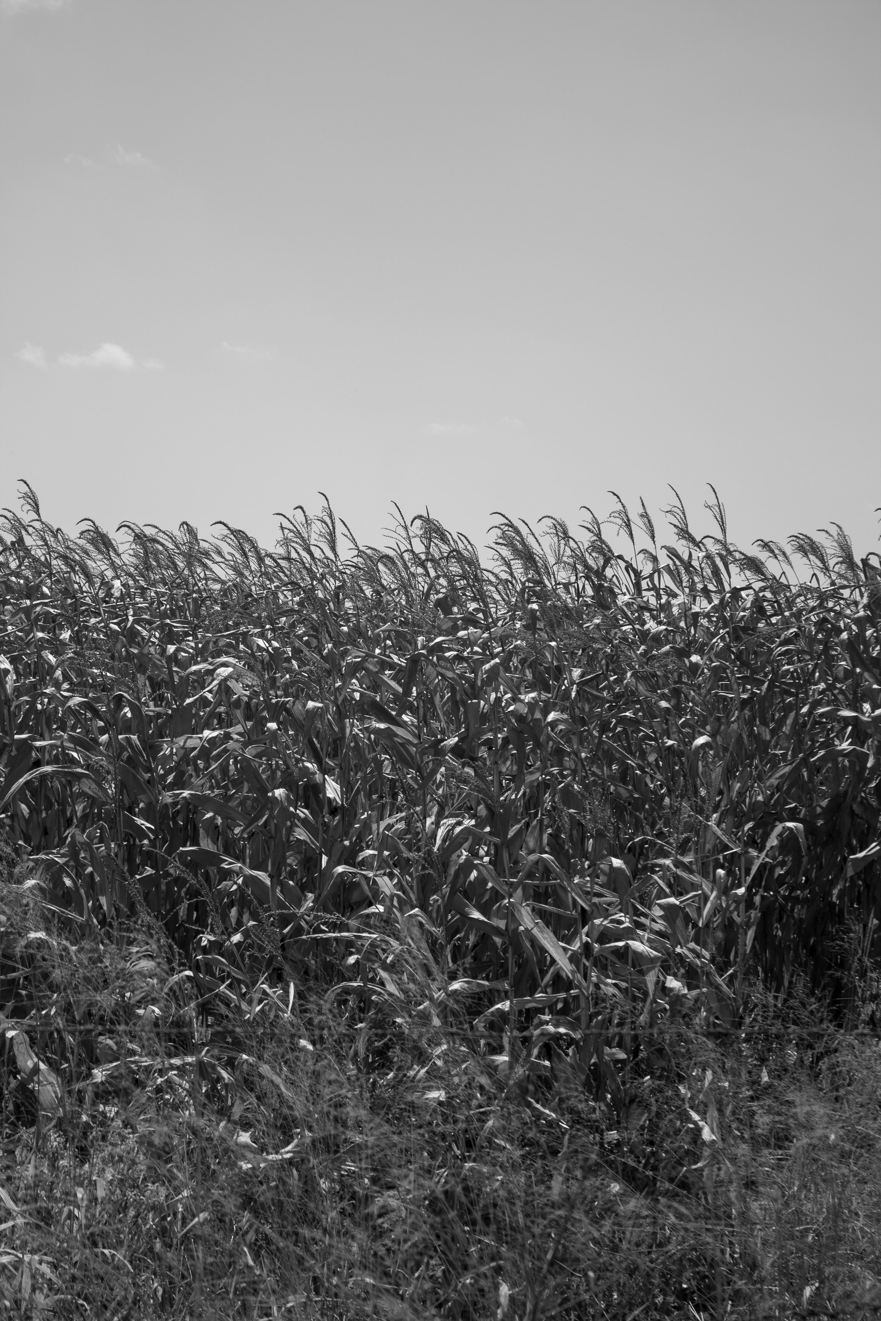 Corn Regular