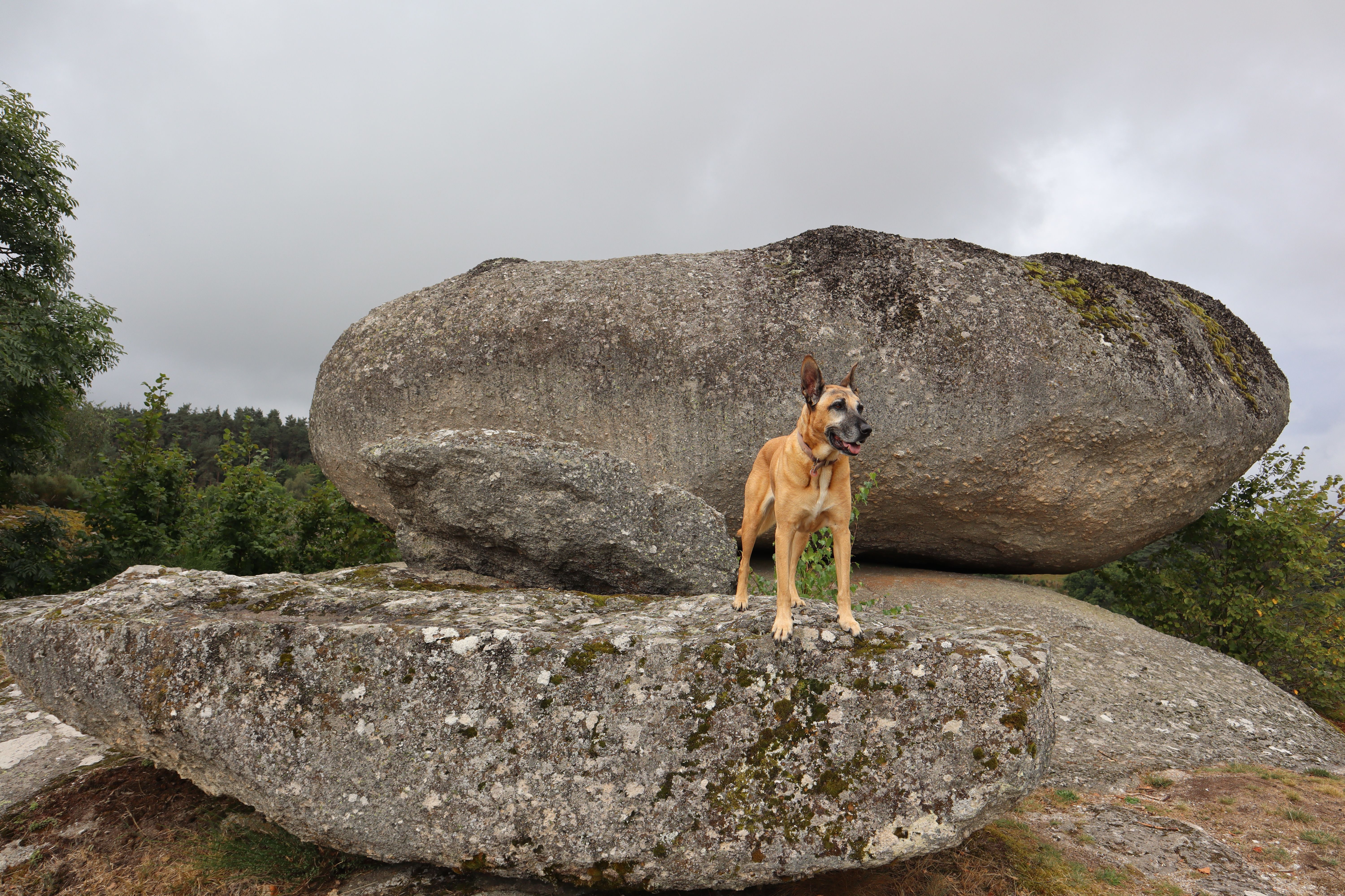 A Belgian Malinois atop a large boulder in a scenic outdoor landscape.