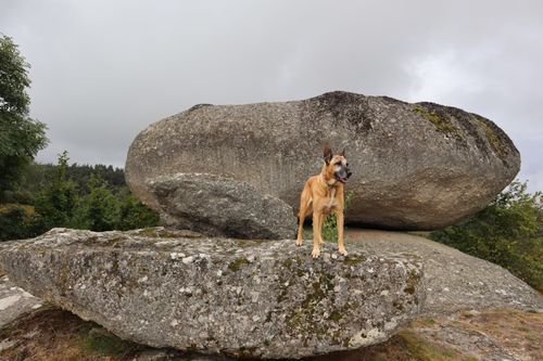 Free A Belgian Malinois atop a large boulder in a scenic outdoor landscape. Stock Photo