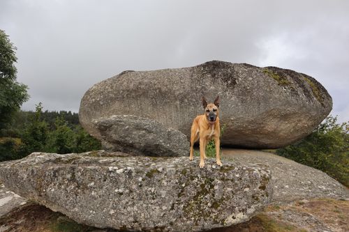 Free A Belgian Malinois dog stands on large textured rocks surrounded by nature. Stock Photo