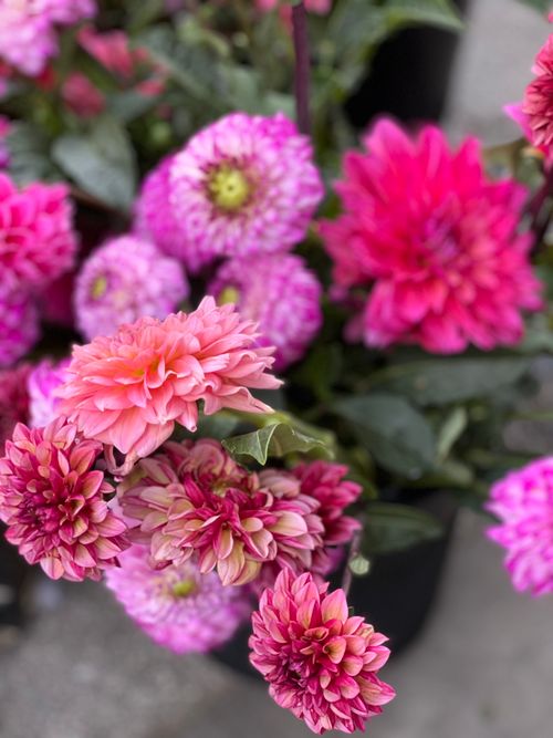 Free Bright blooming dahlias create a vibrant and colorful floral display. Stock Photo