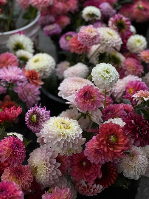 Free A colorful arrangement of chrysanthemum and dahlia flowers in full bloom, perfect for garden lovers. Stock Photo