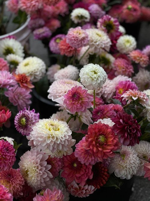 Free Colorful dahlia flowers in full bloom showcasing an array of vibrant hues in a garden setting. Stock Photo