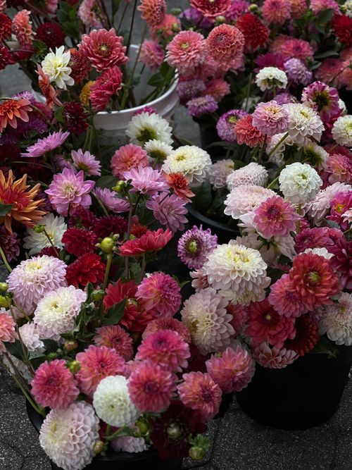 Free A vibrant collection of colorful dahlias in various shades, showcasing their natural beauty. Stock Photo