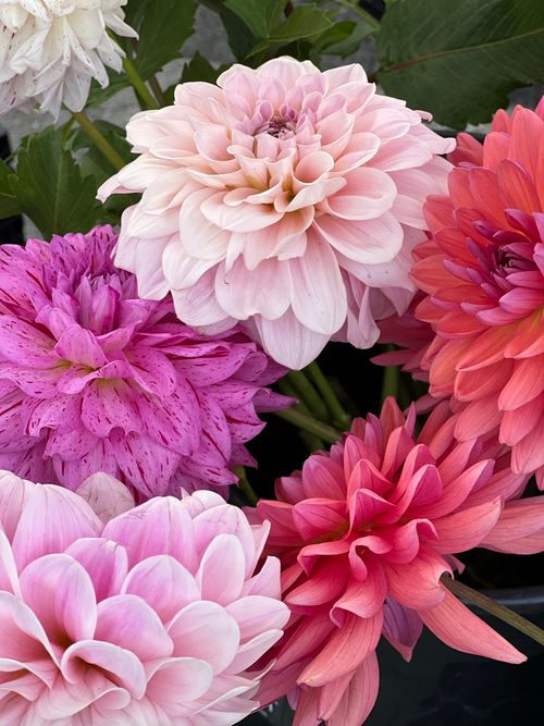 Free A colorful bouquet of blooming dahlias in full bloom, perfect for summer floral decoration. Stock Photo