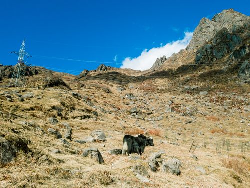 Free Yak In Mountain Stock Photo