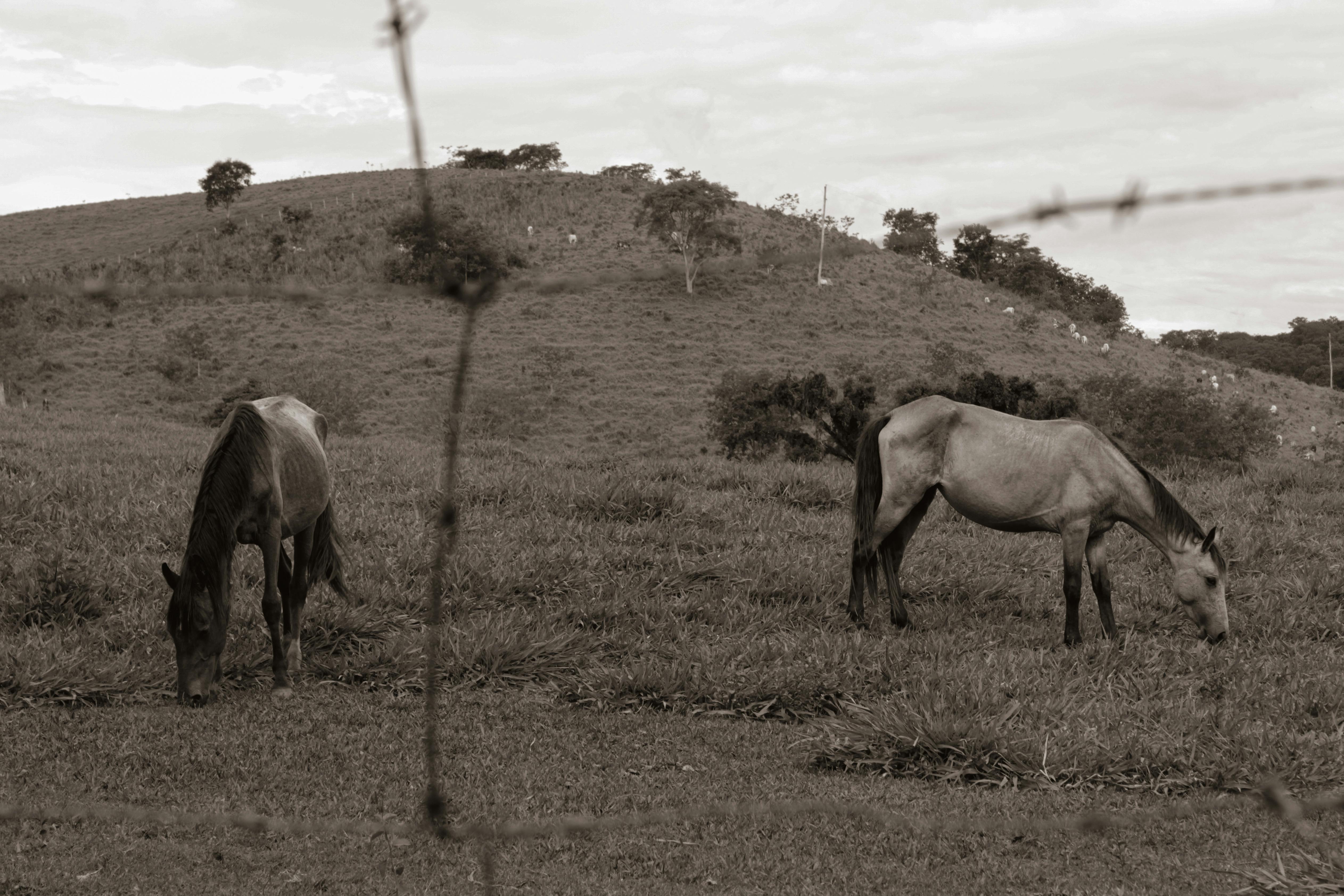 Dois cavalos pastando em um campo verde, destacando o manejo nutricional equino.