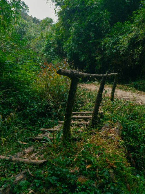 Free Jungle Hike Stock Photo