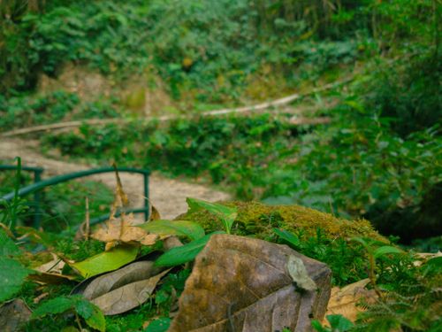Free Jungle Hike Stock Photo