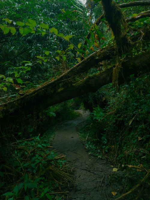 Free Jungle Hike Stock Photo