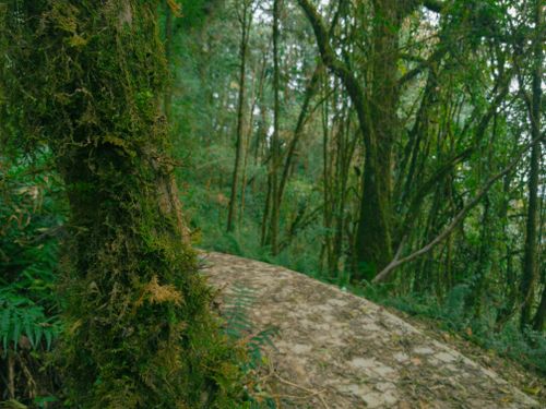 Free Jungle Hike Stock Photo