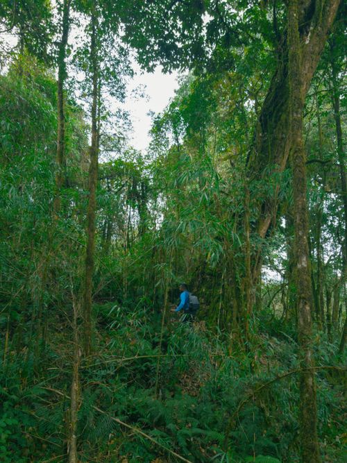 Free Jungle Hike Stock Photo
