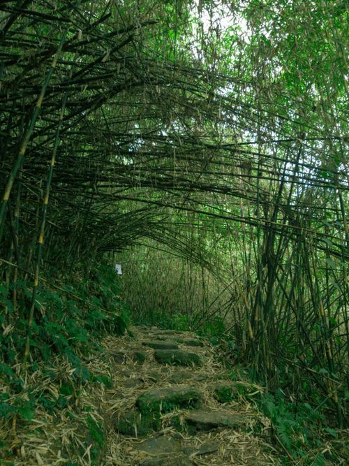 Free Jungle Hike Stock Photo