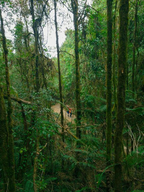 Free Jungle Hike Stock Photo