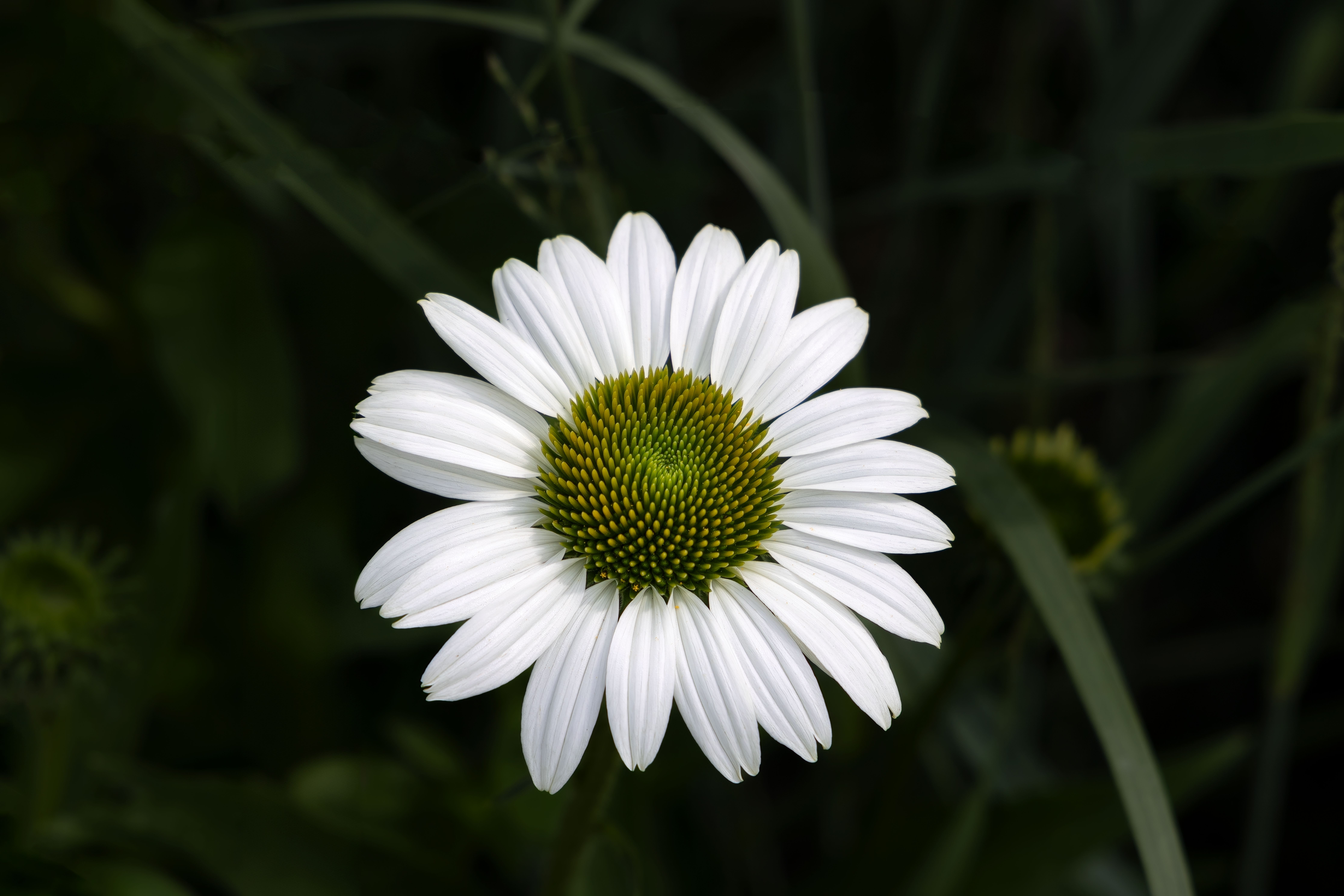 White Flowering Coneflower · Free Stock Photo