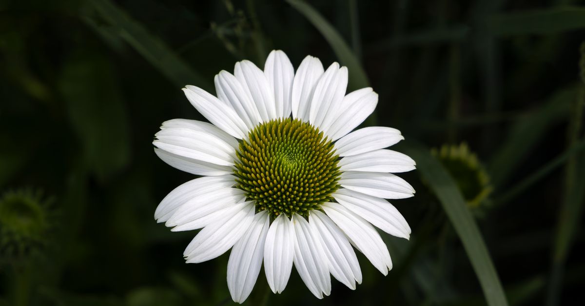 Withe Flowe White Flowering Coneflower · Free Stock Photo