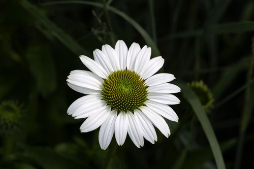Free Close-up of a blooming white daisy in a lush summer garden. Stock Photo
