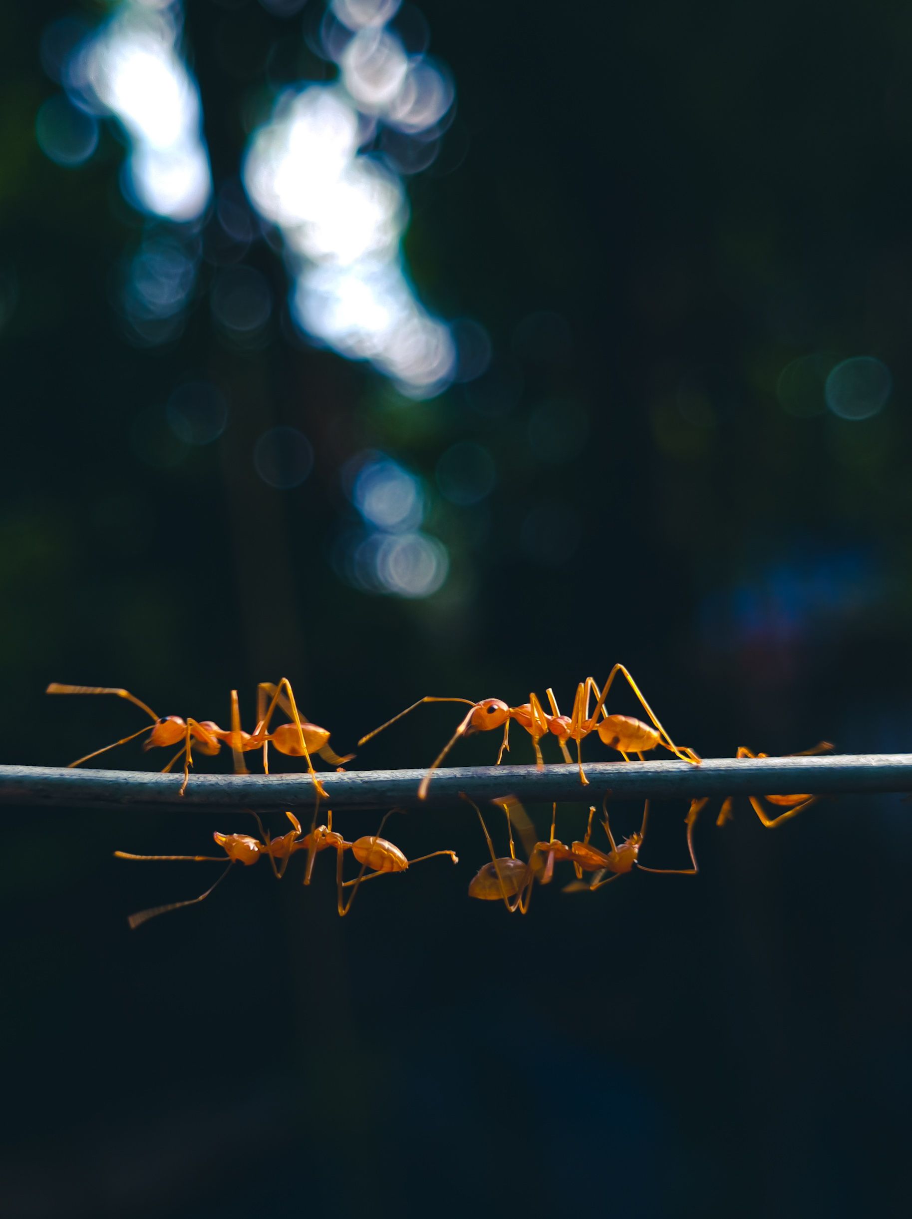Detailed view of ants on a rope, showcasing teamwork and natural beauty in Dhaka.