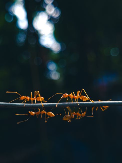 Fotomural Vista detallada de hormigas en una cuerda, mostrando trabajo en equipo y belleza natural en Dhaka.