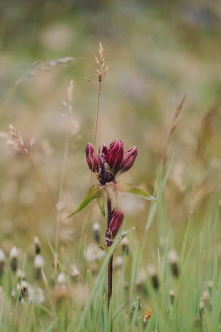 Close-up of a vibrant wildflower standing out in a serene summer meadow.