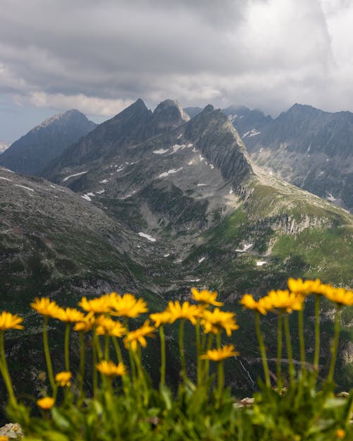 Free Yellow Flowers Blooming on Mountain Stock Photo