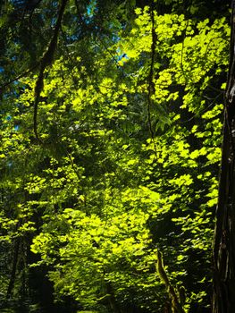 Bright sunlight filtering through a lush forest canopy, creating a vibrant, serene scene.