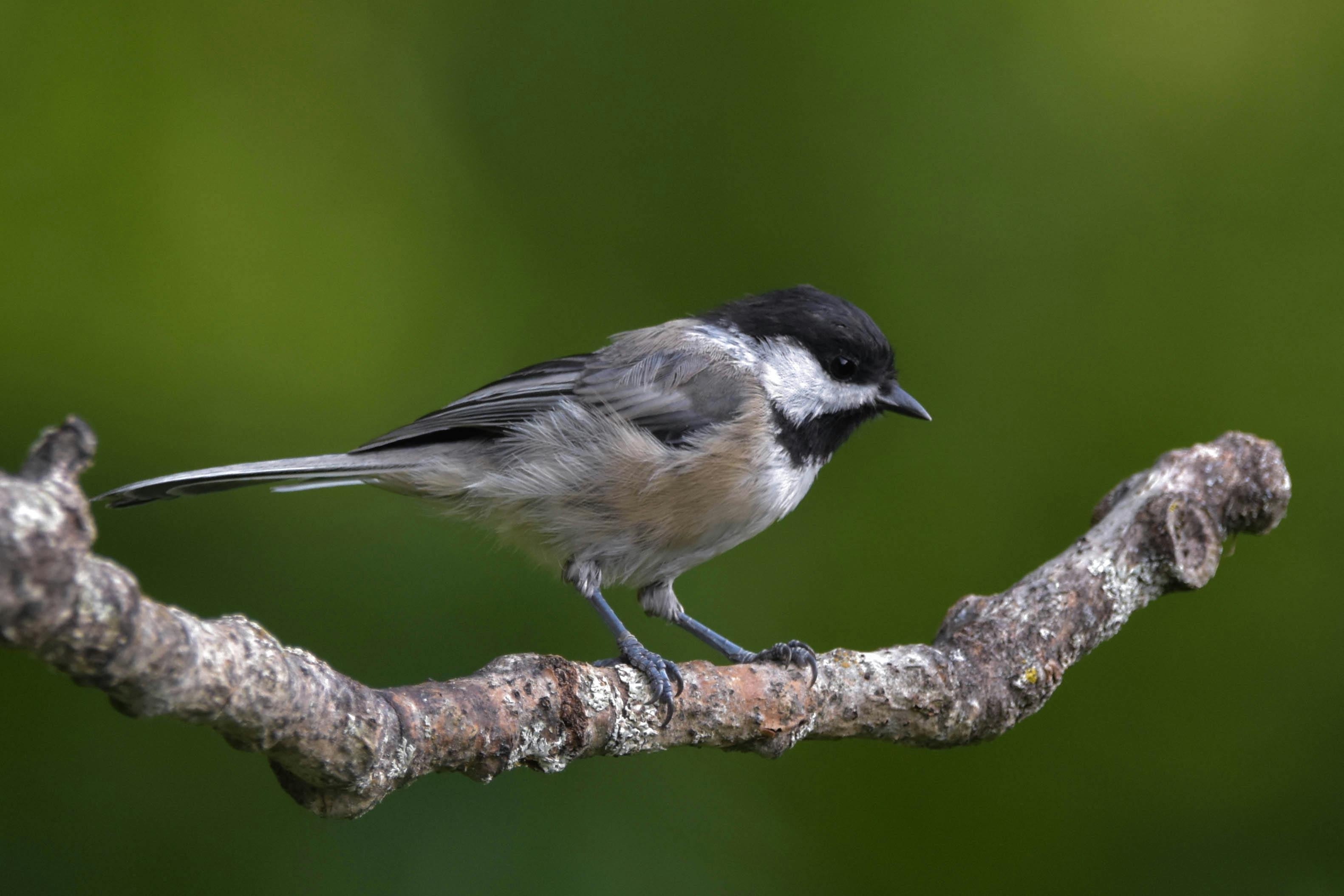 Free stock photo of bird, black grey white and tan bird, blackcapped