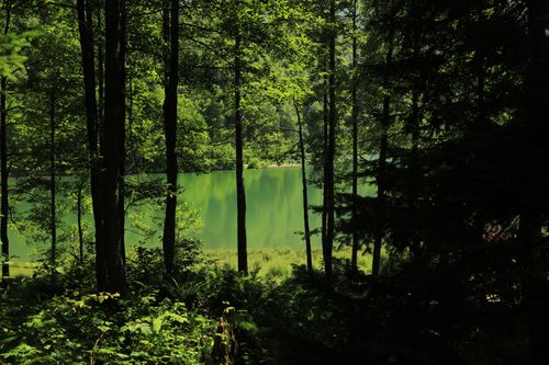 Free A tranquil view of a lake through a dense forest, capturing the serenity of nature at sunset. Stock Photo
