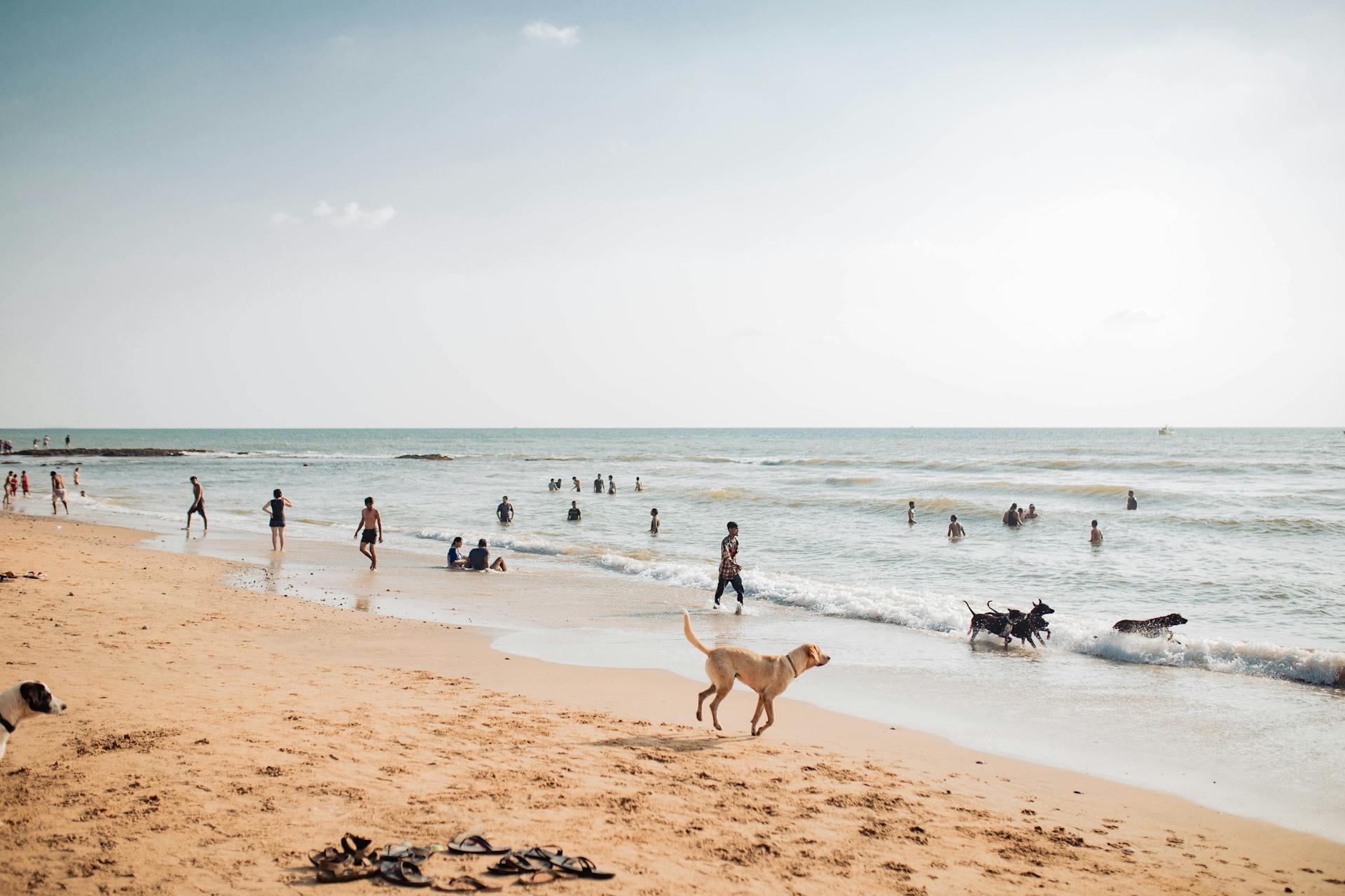 People and Dogs Enjoying Goa Beach on a Sunny Day