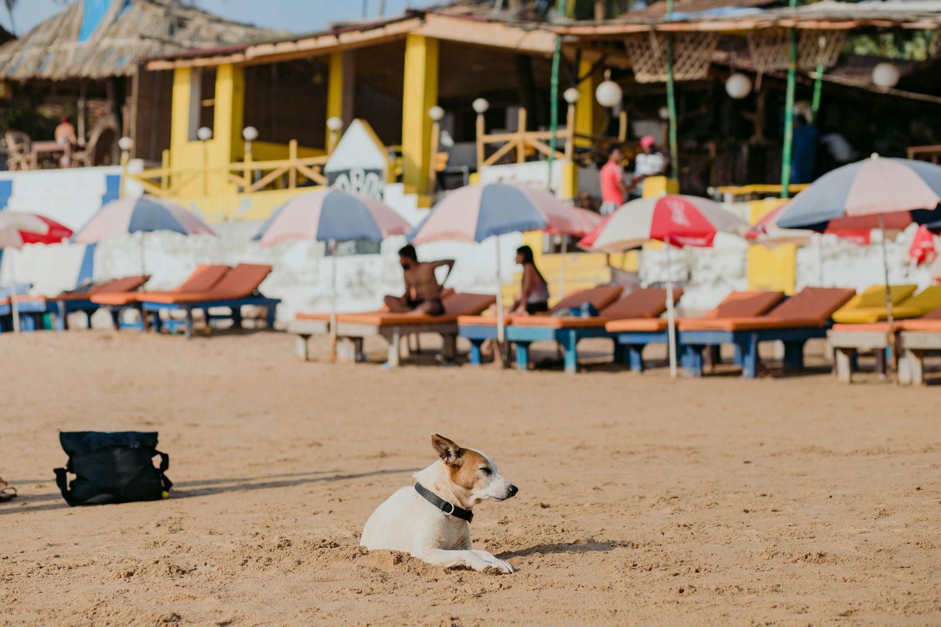 Relaxing Beach Scene with Dog and Umbrellas in Goa