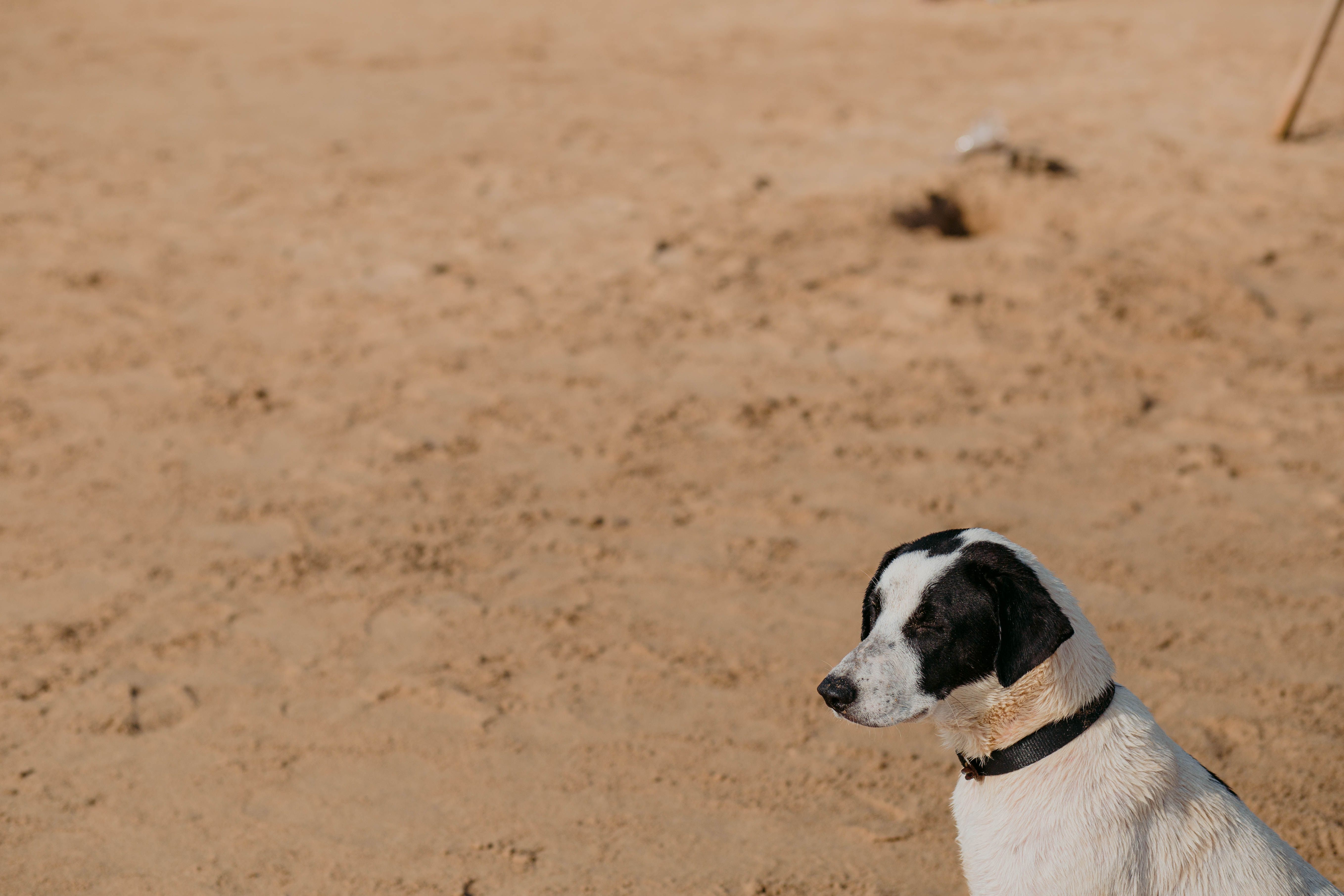 A black and white dog sitting calmly on a sandy beach in Madgaon, India.