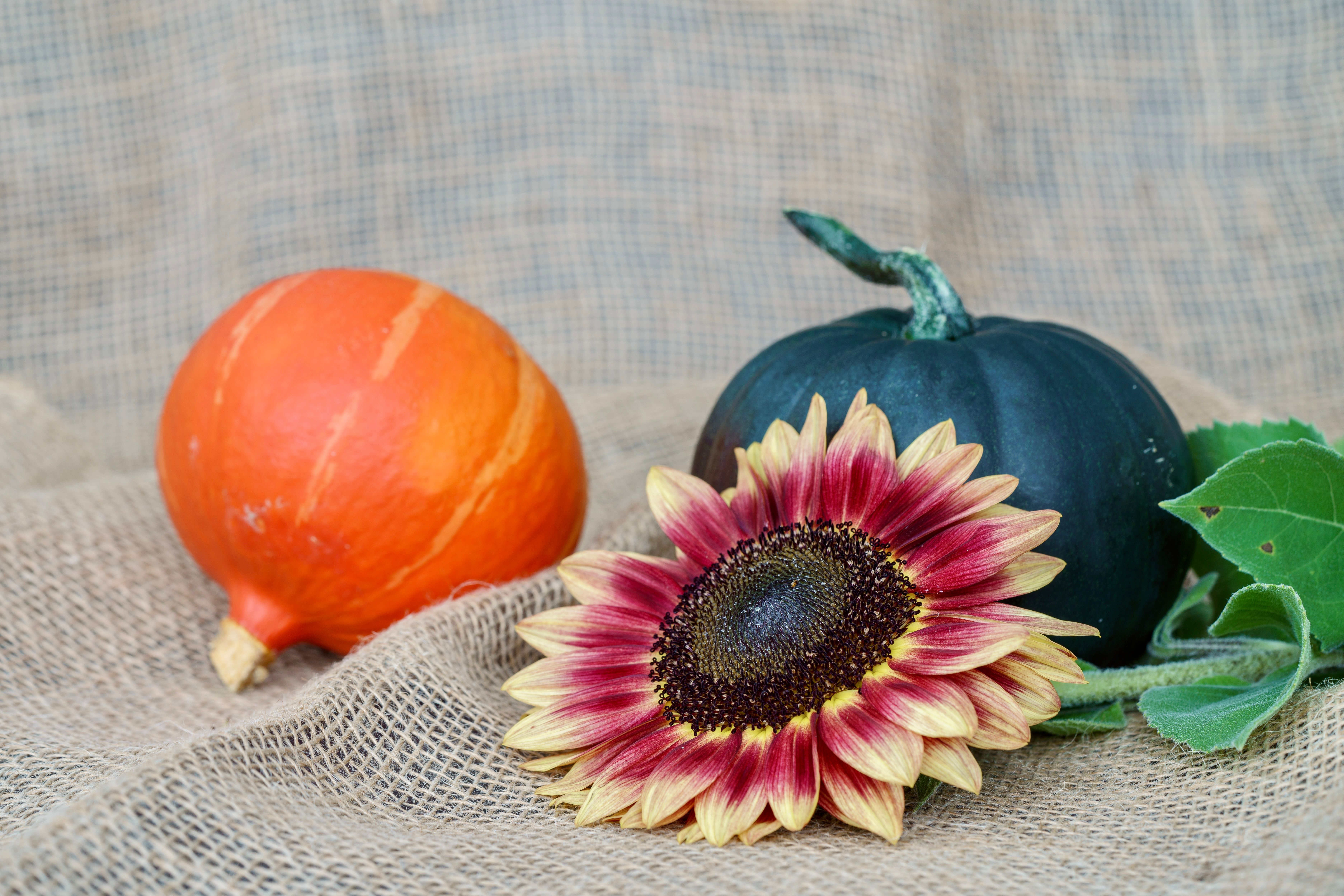 Red Sunflower and Pumpkins · Free Stock Photo