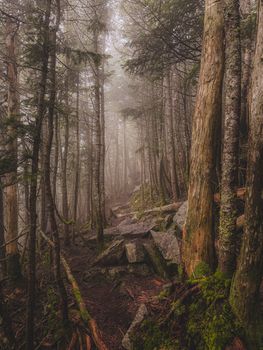 Explore the tranquility of a foggy, mossy forest trail with towering trees.