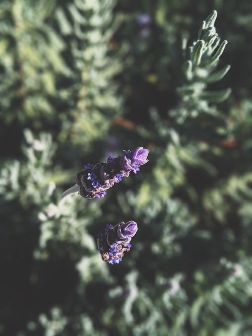 Photographie De Mise Au Point Sélective De Fleurs à Pétales Violets