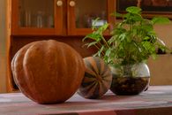 Pumpkins and plant on a table, perfect for autumn or Thanksgiving decor.