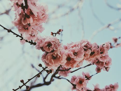 特写镜头下，春天充满活力的大自然中盛开着精致的粉红色樱花