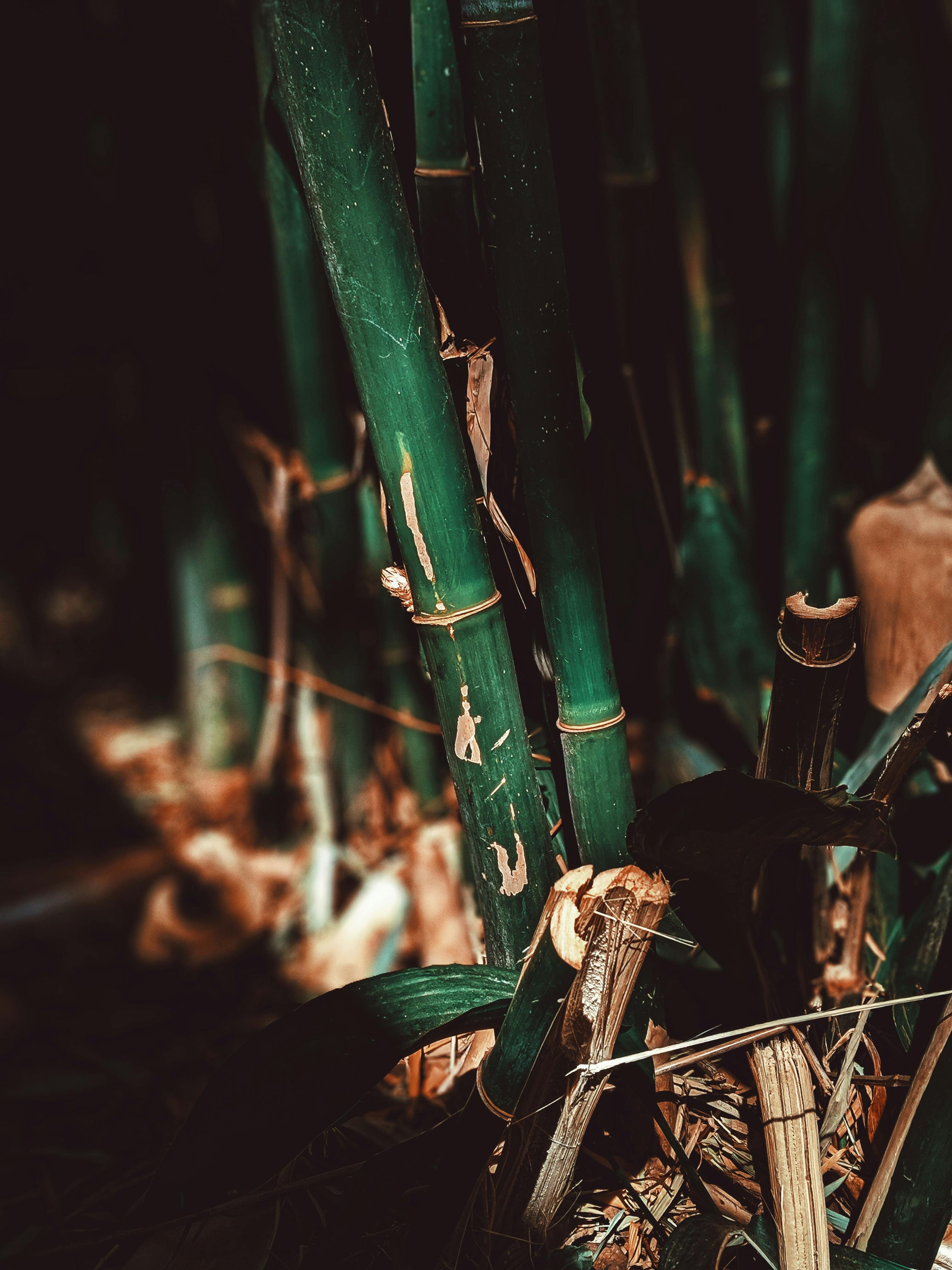 175,320 Bamboo Wallpaper Royalty-Free Images, Stock Photos & Pictures
