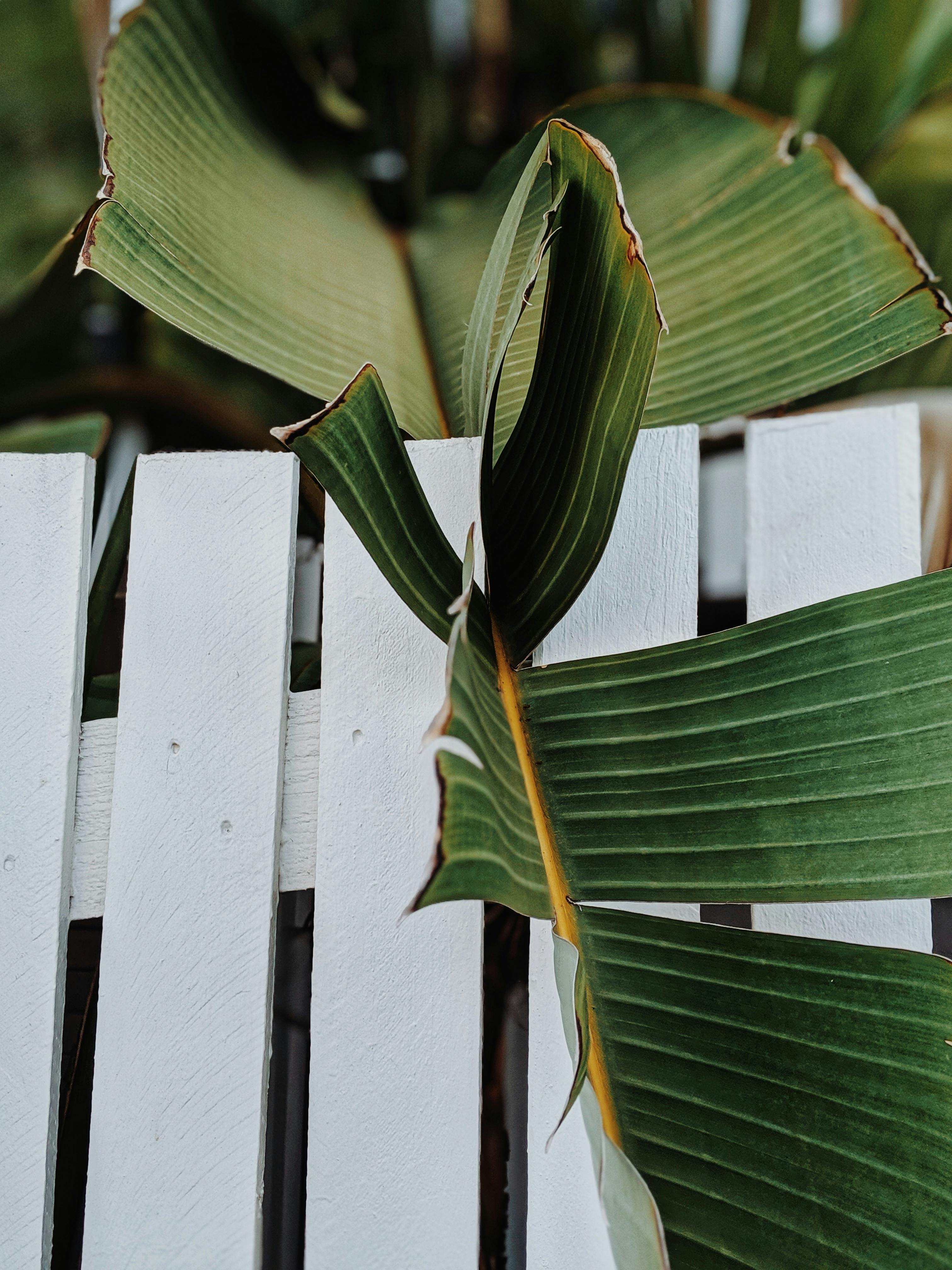 banana leaf on a wooden fence