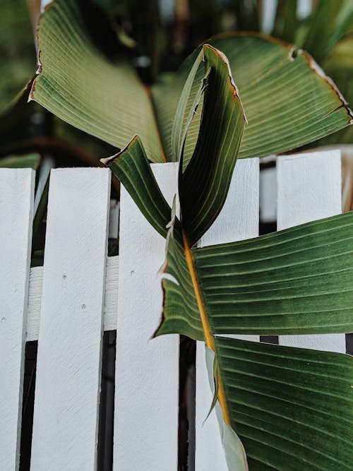 Banana Leaf On A Wooden Fence
