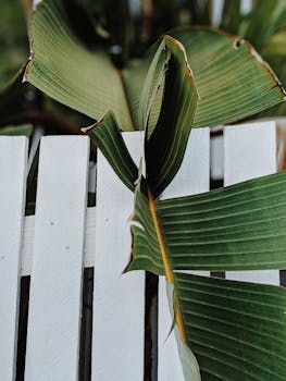 澳大利亚布里斯班，白色木栅栏前，热带香蕉叶的特写