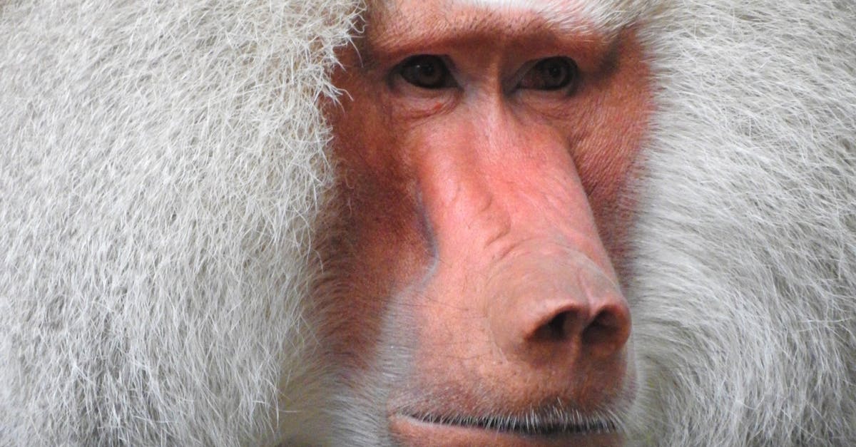 How to draw a cartoon monkey face