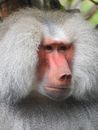 White Baboon