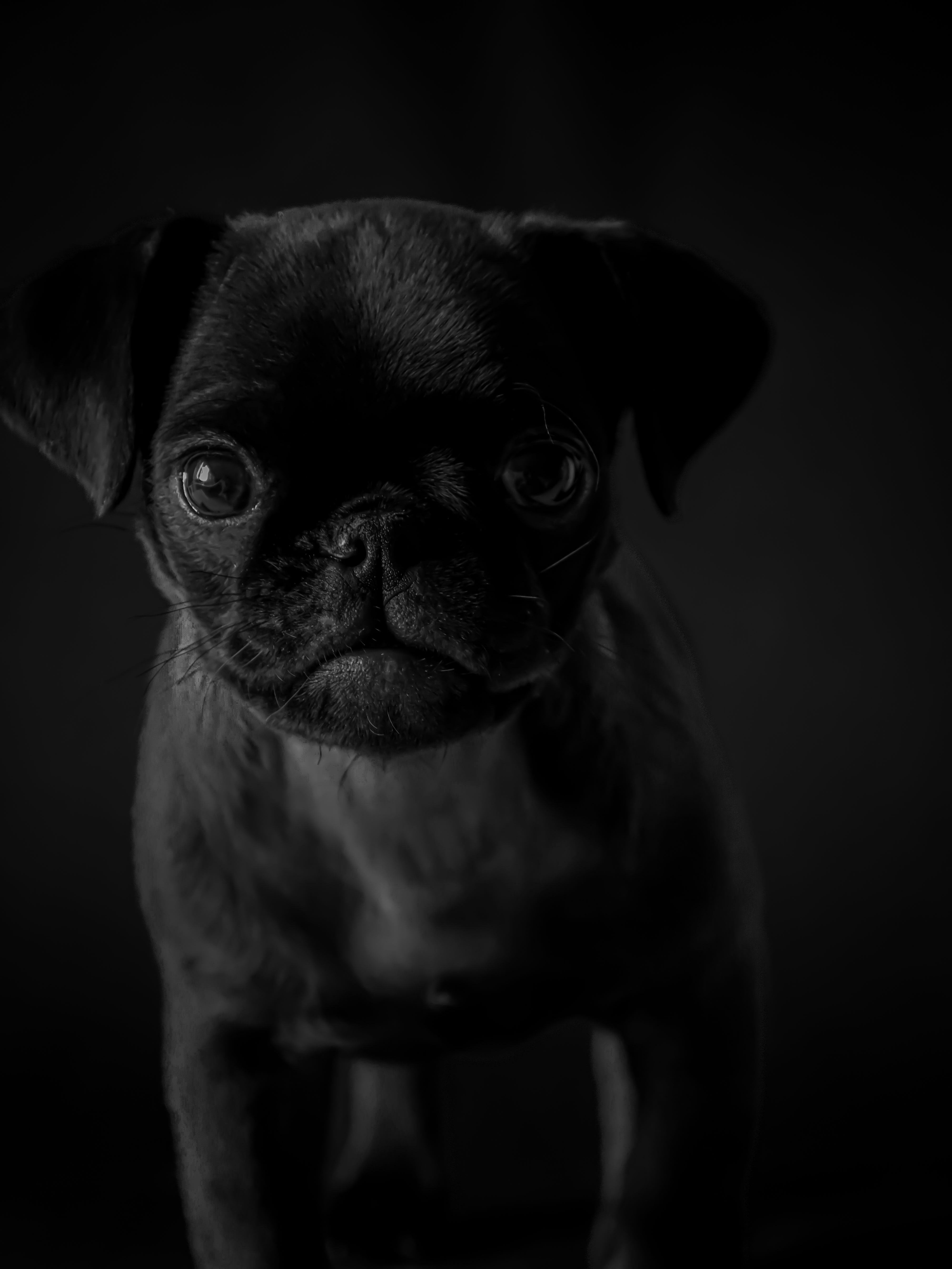 Pug Hitam Dewasa · Foto Stok Gratis